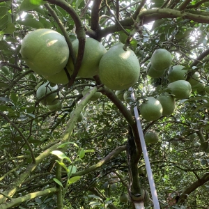 cong-dung-cua-buoi-da-xanh-voi-suc-khoe