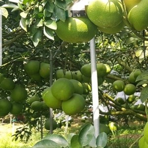 ky-thuat-trong-buoi-da-xanh