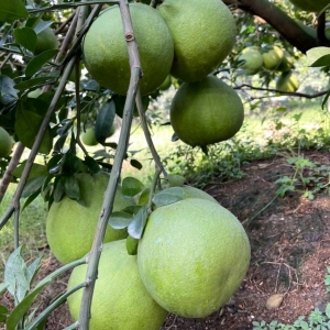 buoi-da-xanh-va-nhung-gia-tri-dinh-duong-tuyet-voi