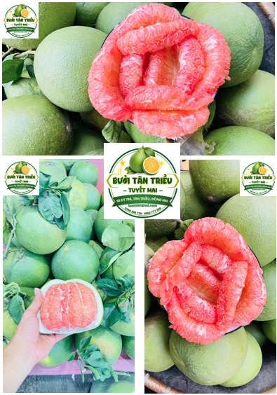 Đặc Sản Bưởi Tân Triều