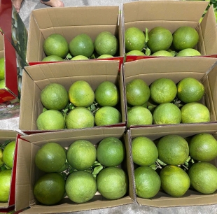 BƯỞI TÂN TRIỀU LOẠI VIP