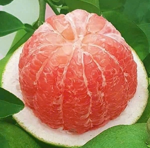 BƯỞI TÂN TRIỀU LOẠI 2