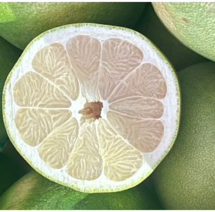 Set 6 Trái Đường Lá Cam Loại Đặc Biệt (1.3kg - 1.5kg)