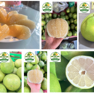 Set 12 Trái Đường Lá Cam Loại 1 (1,1kg -  gần1,3kg)