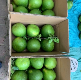 BƯỞI TÂN TRIỀU LOẠI 3