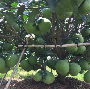 Bưởi Đường Cam Loại 1 (Size 1.1kg>1.3KG)